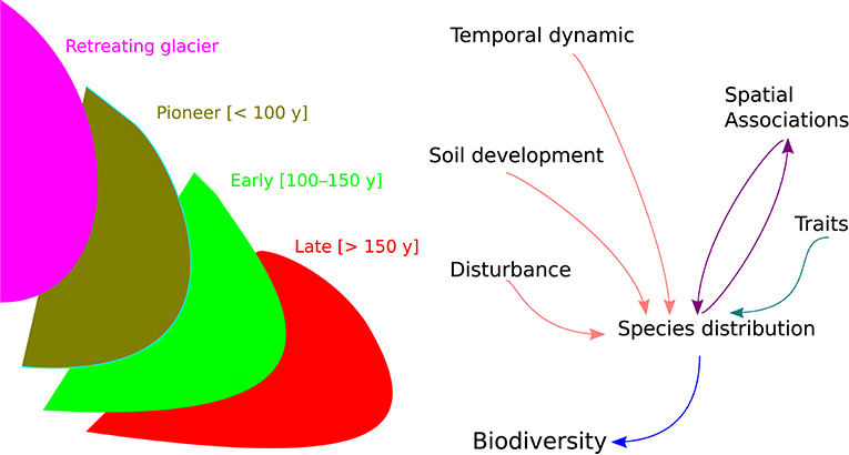 Frontiers | The Consequences Of Glacier Retreat Are Uneven Between Plant Species | Ecology And Evolution 410_x_765_jpg