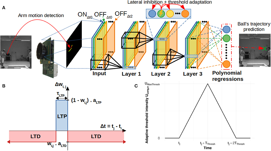 A Critical Role For B Catenin In Modulating Levels Of Insulin Secretion From B Cells Regulating Actin Cytoskeleton And Insulin Vesicle Localization Journal Of Biological Chemistry X y 58 180.