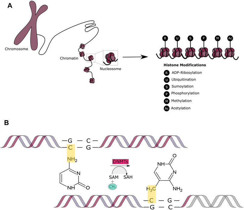 pic Ras Remmer frontiers epigenetic mechanisms in dna double strand break repair a clinical review molecular biosciences
