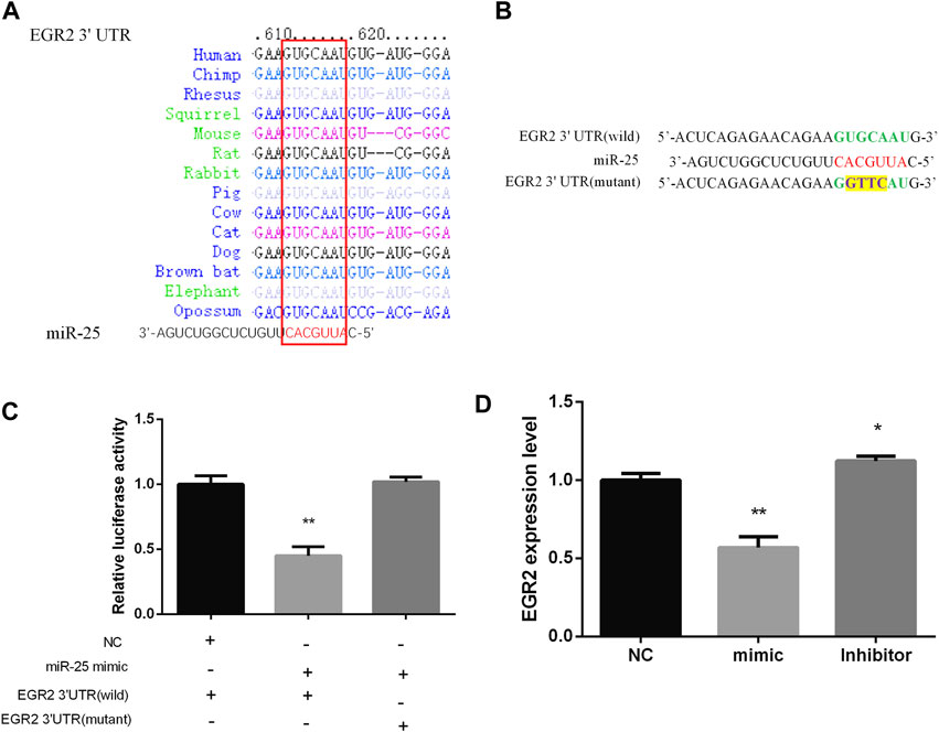 Cell surface markers, live/dead discrimination, cell cycle. Frontiers Mir 25 Regulates Gastric Cancer Cell Growth And Apoptosis By Targeting Egr2 Genetics