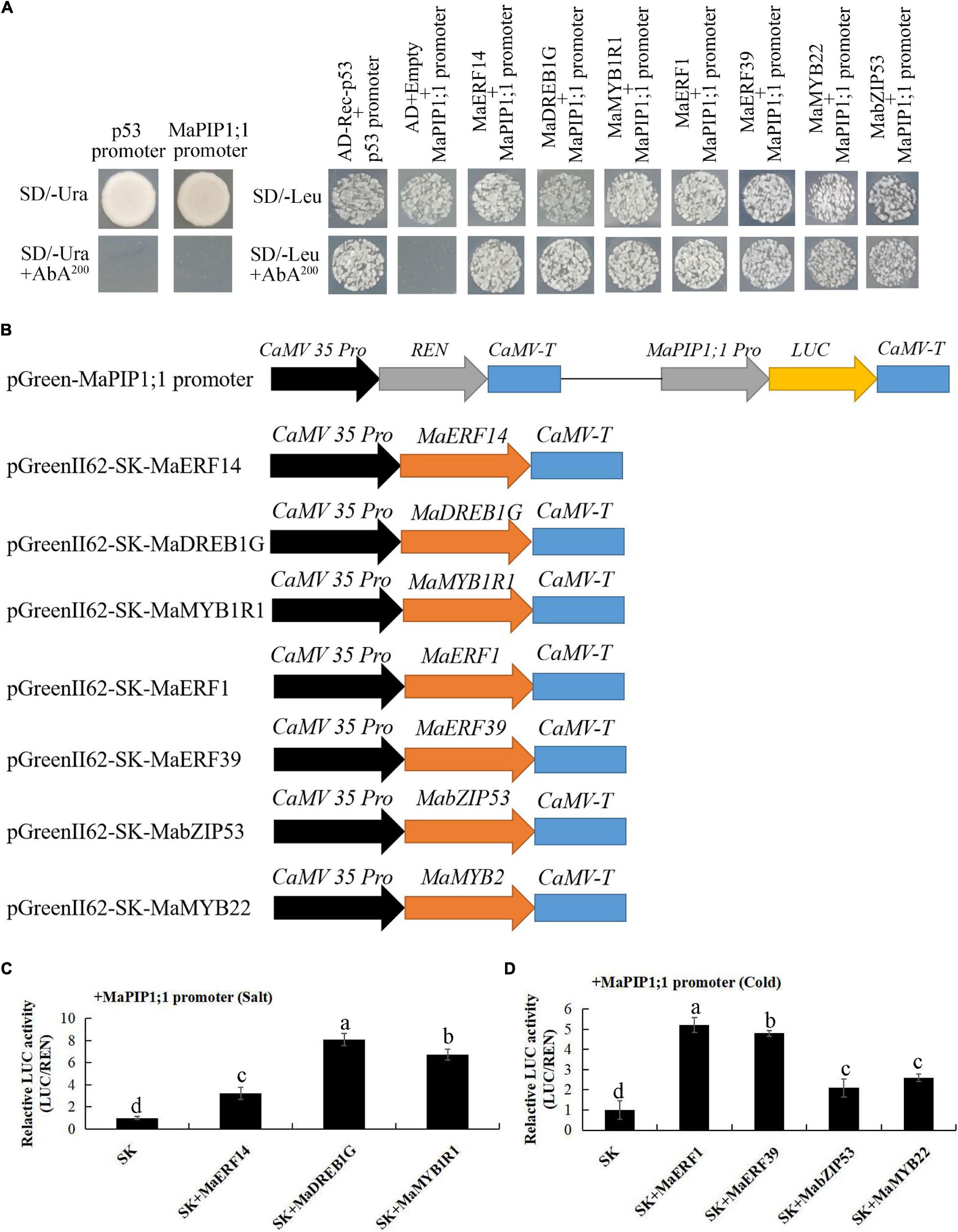 Berikut ini contoh sk pembagian tugas mengajar 2019/2020 di tk/paud, sd/mi, smp/mts, sma/smk/ma dilengkapi lampiran. Frontiers Overexpression Of A Banana Aquaporin Gene Mapip1 1 Enhances Tolerance To Multiple Abiotic Stresses In Transgenic Banana And Analysis Of Its Interacting Transcription Factors Plant Science