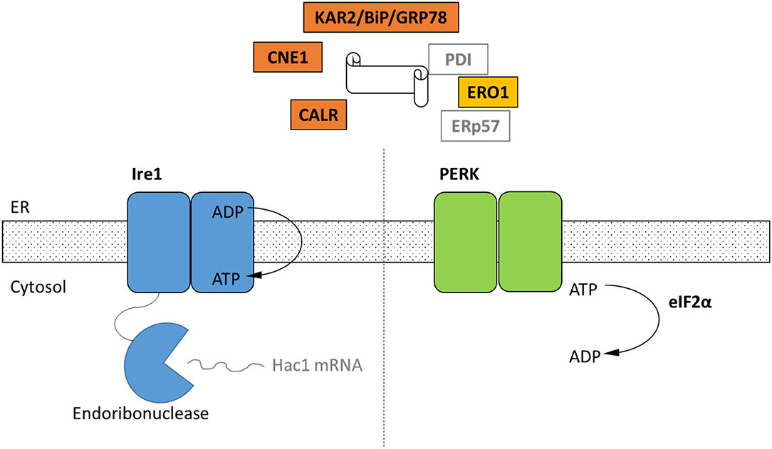 Reinstall the battery and put one . Frontiers A Genomic Catalog Of Stress Response Genes In Anaerobic Fungi For Applications In Bioproduction Fungal Biology