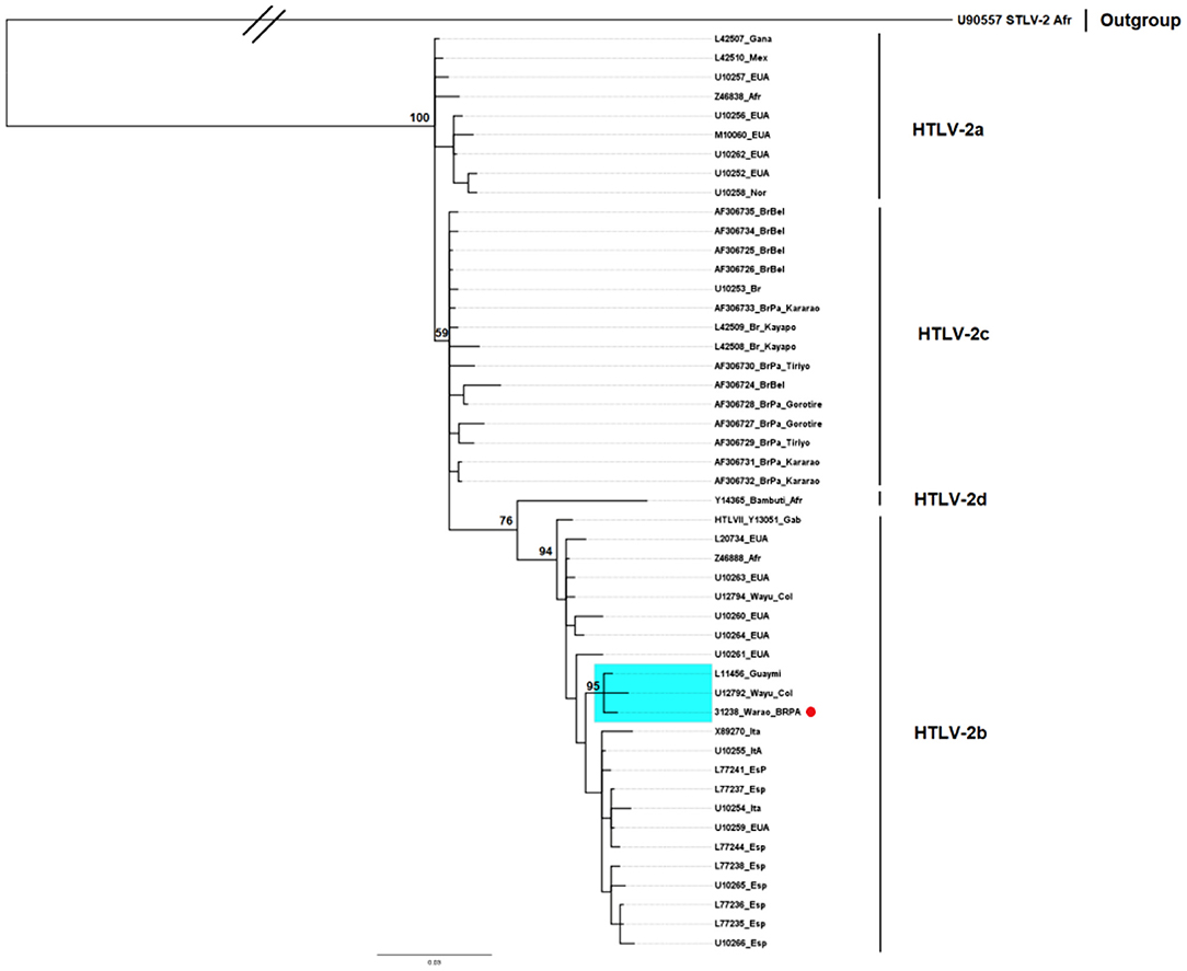 Frontiers | Htlv-1 And Htlv-2 Infection Among Warao Indigenous Refugees In The Brazilian Amazon: Challenges For Public Health In Times Of Increasing Migration | Public Health 887_x_1084_jpg