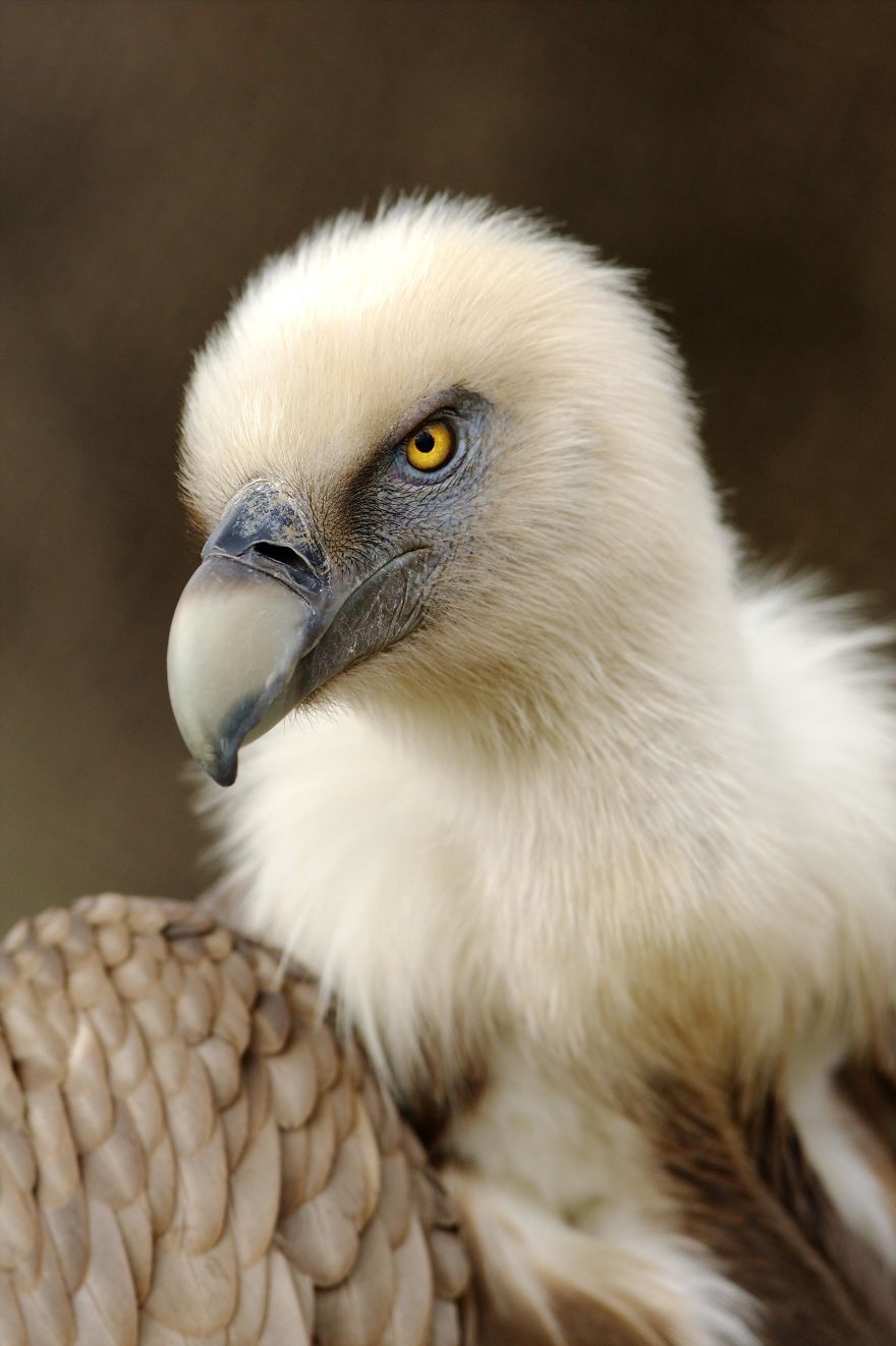 Zoo animals photography8