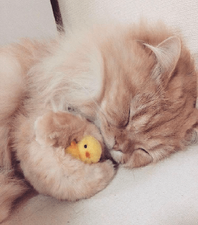 Cute cats sleeping with teddy bears compilation