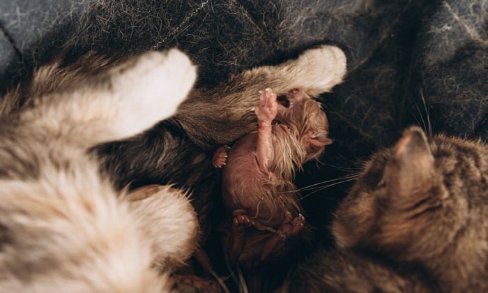 How to tell if your cat still has kittens inside?