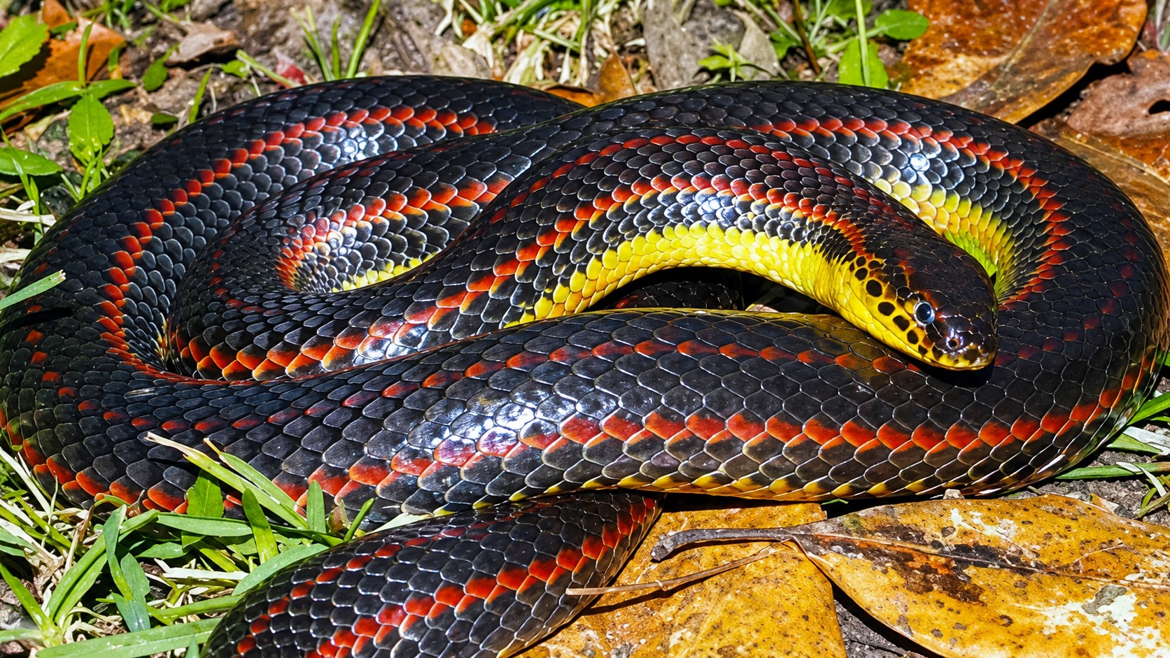 RARE Rainbow Snake Found in Florida After 51 Years! | Wildlife Discovery (2026)