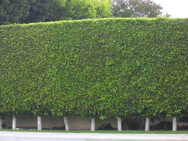 3 61 Gallon Indian Laurel Tree L14192 In The Trees Department At Lowes Com