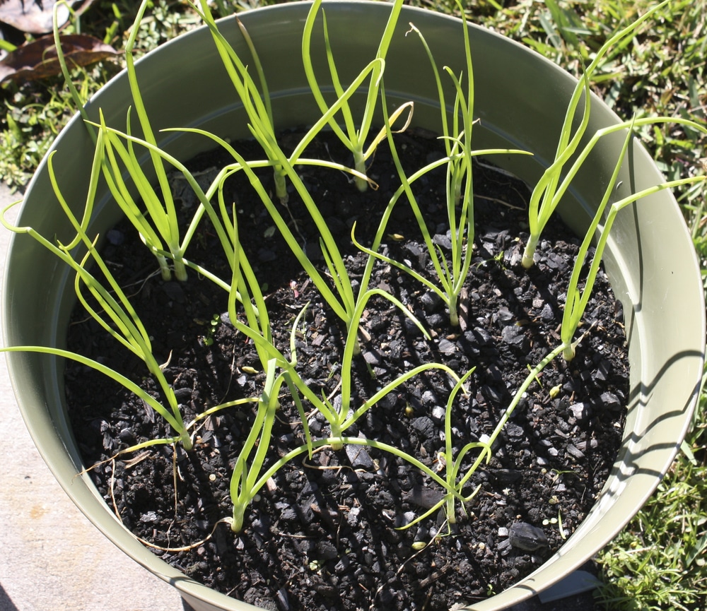 Growing onions in containers