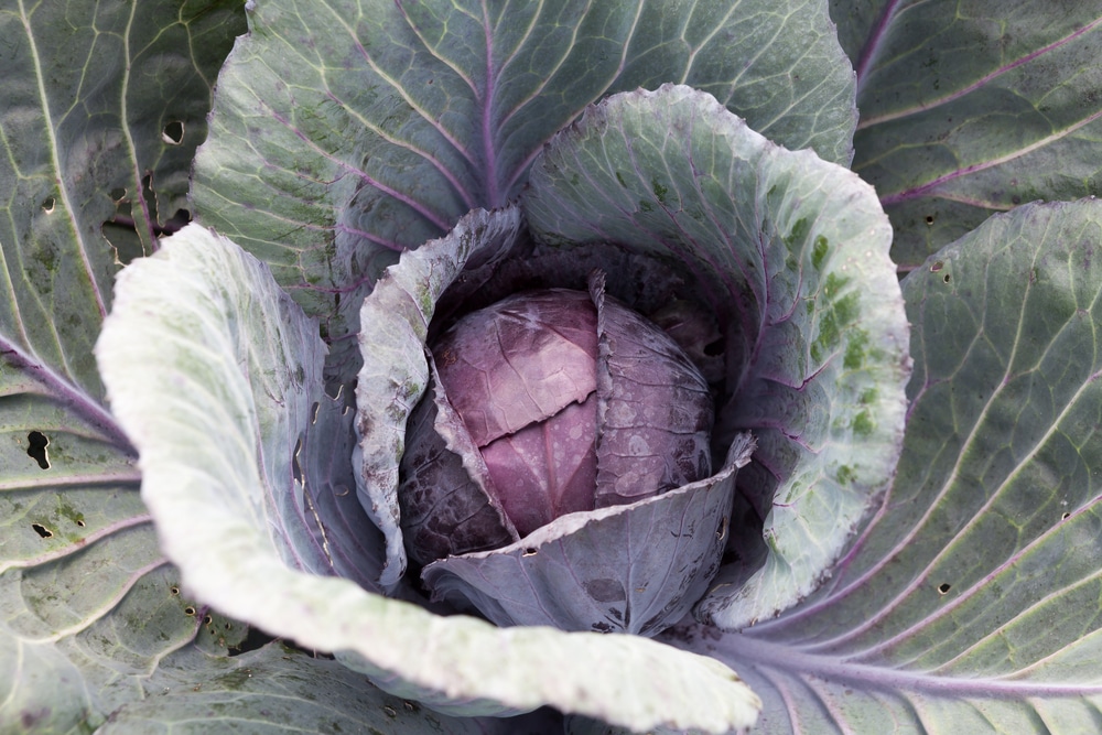 images Growing Red Cabbage Uk garden eco