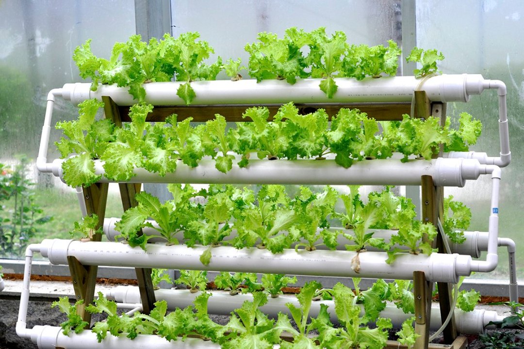 Using Nasturtiums: Boost Hydroponic Pest Control