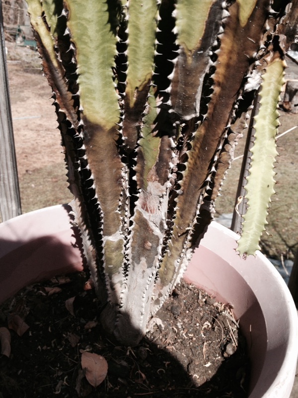 Diy network showcases how to get a holiday cactus to bloom, including tips for thanksgiving cactus and christmas cactus. Cactus Rot