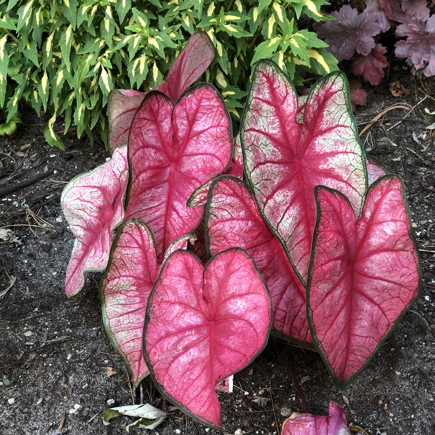 Find your own stroke of good fortune this st. Heart To Heart Radiance Caladium Garden Crossings