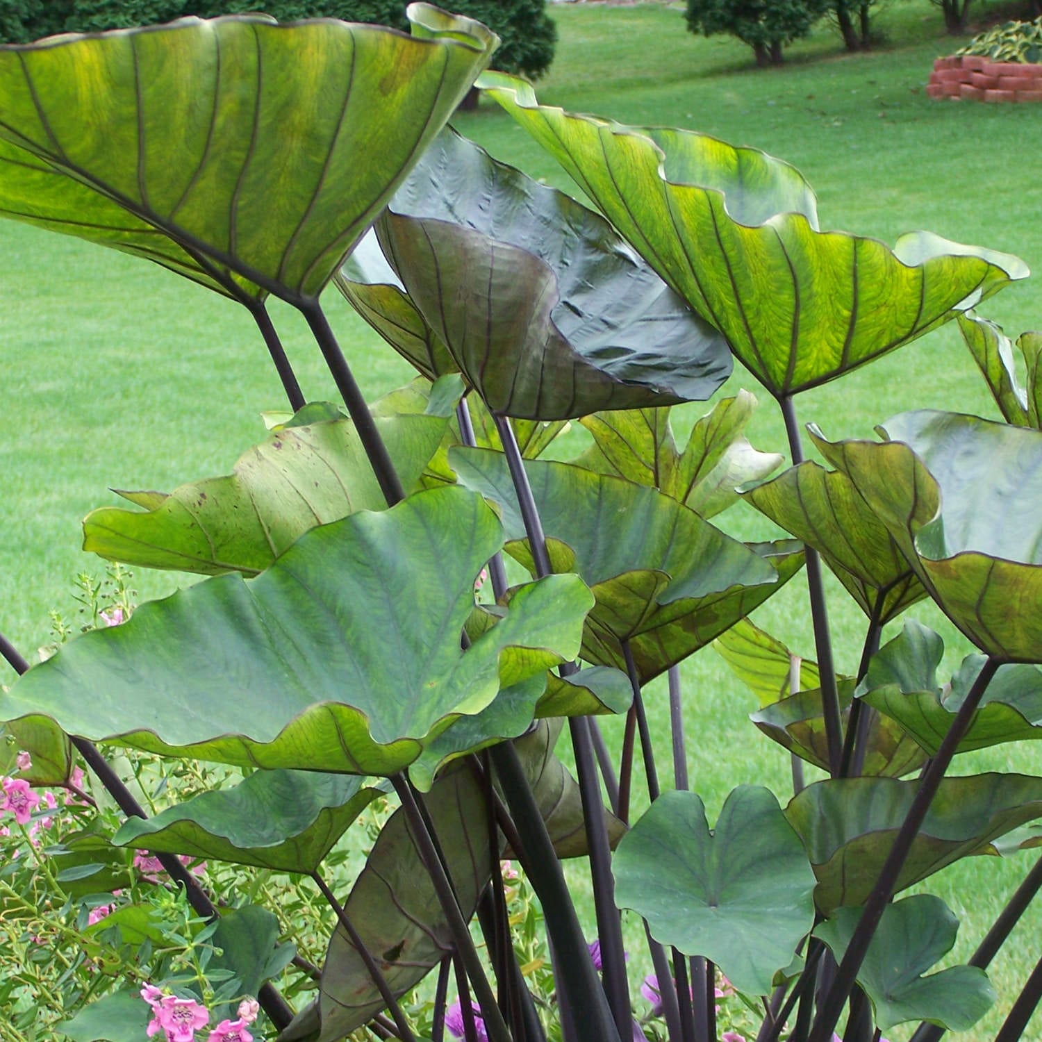 images Coffee Cups Plant garden crossings