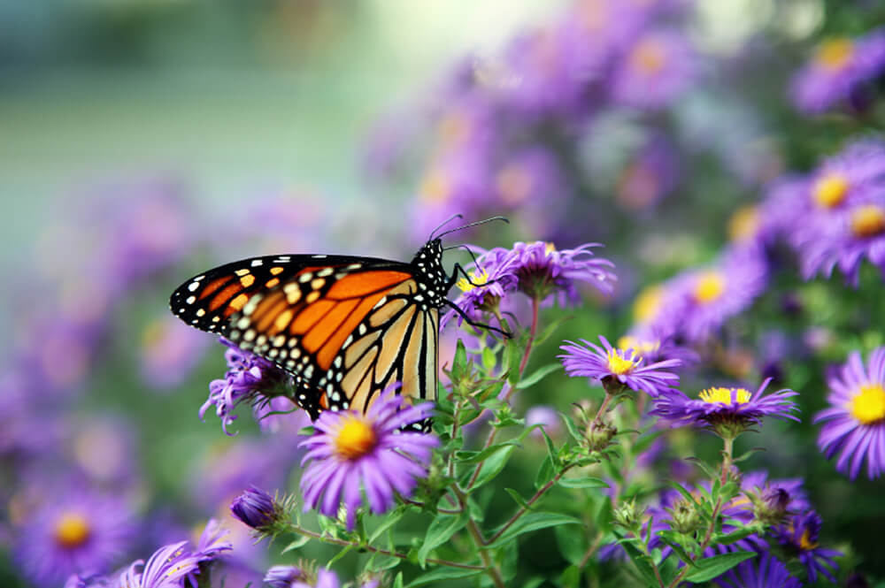 The.gov means it's official.federal government websites often end in.gov or.mil. Food Plants for Butterflies and Caterpillars