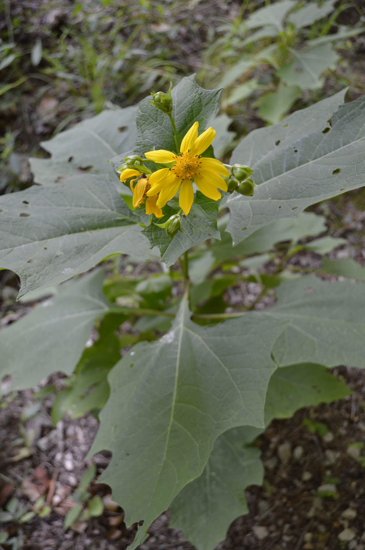 Bear's Foot or Hairy Leafcup