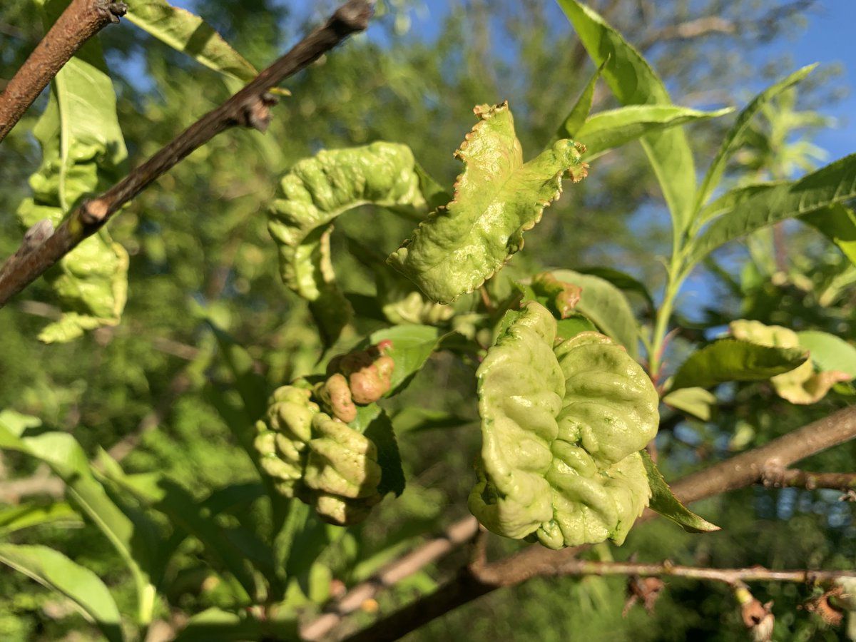 Peach Tree Disease Gardening Garden Diy Home Flowers Roses Nature Landscaping Horticulture Peach Tree Diseases Peach Trees Lawn And Garden