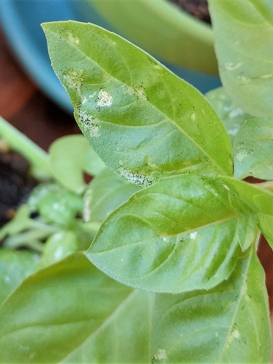 Black Spots On My Basil Aquaponic Gardening