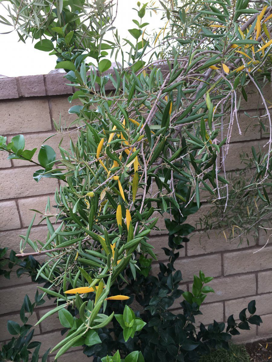 Sometimes tags get mixed up at the . Fruitless Olive Tree Question Gardening Forums