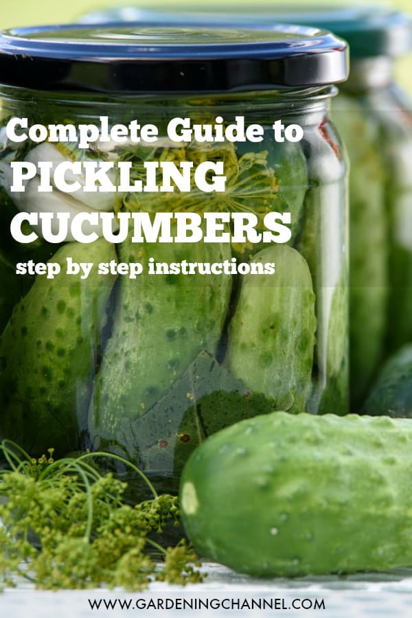 How to Pickle Cucumbers Gardening Channel