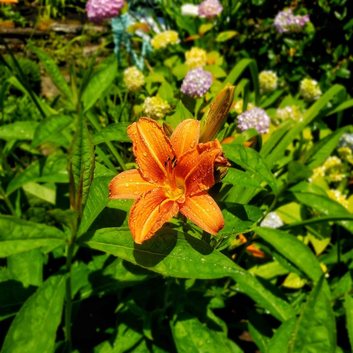 Planting Tips for a Beautiful Daylily Garden Gardening Channel