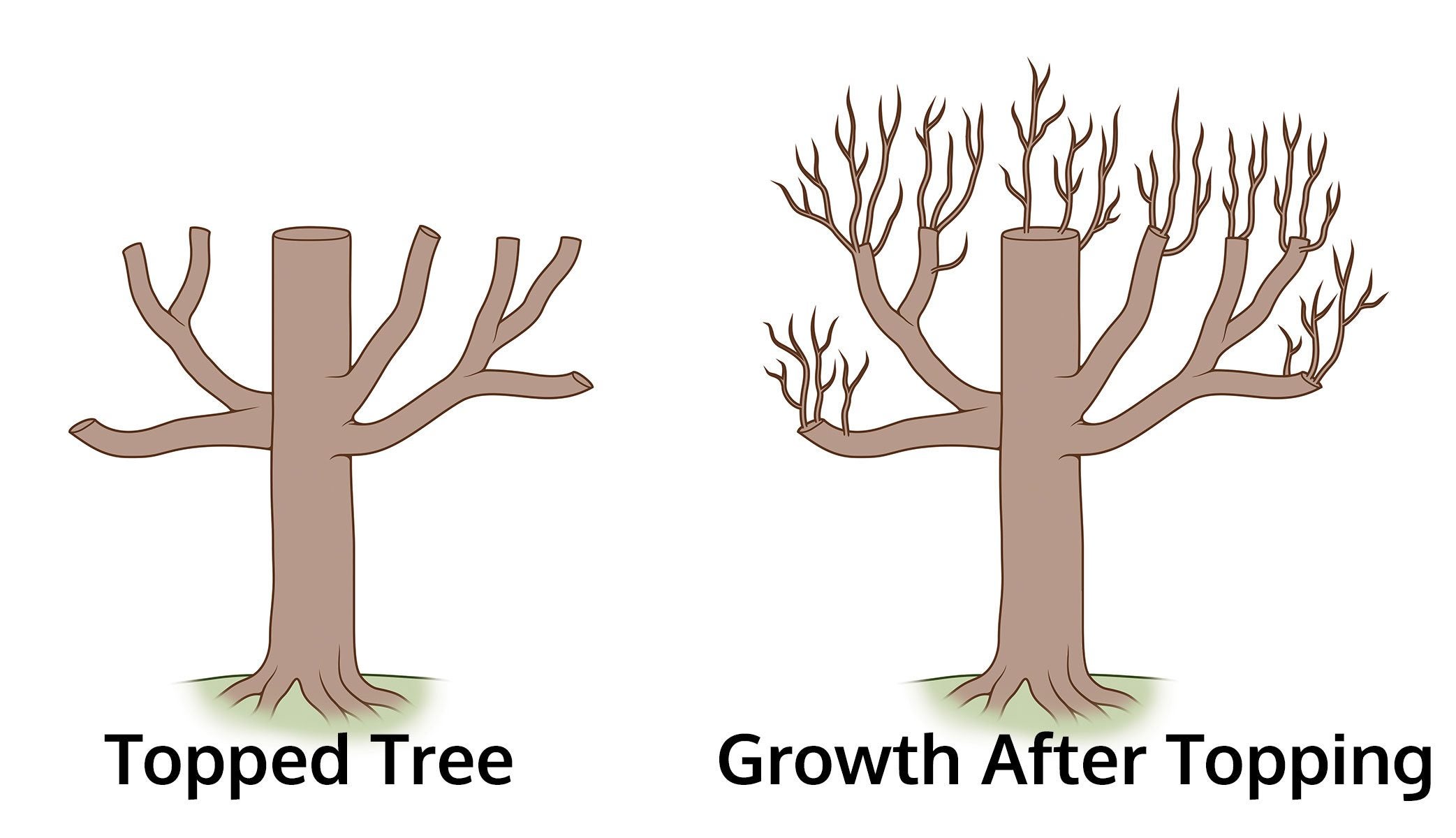  On Tree Care Service Applying a compound to slow the growth of the trees is less costly than trimming but the compound kills some of the trees.