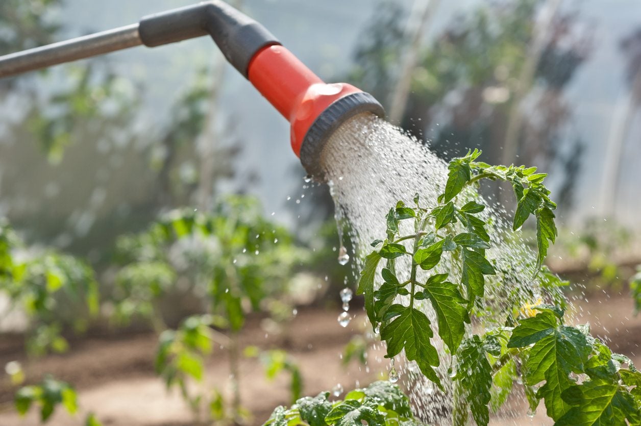 Water Wands For Plants - How To Use A Watering Wand In The ...
