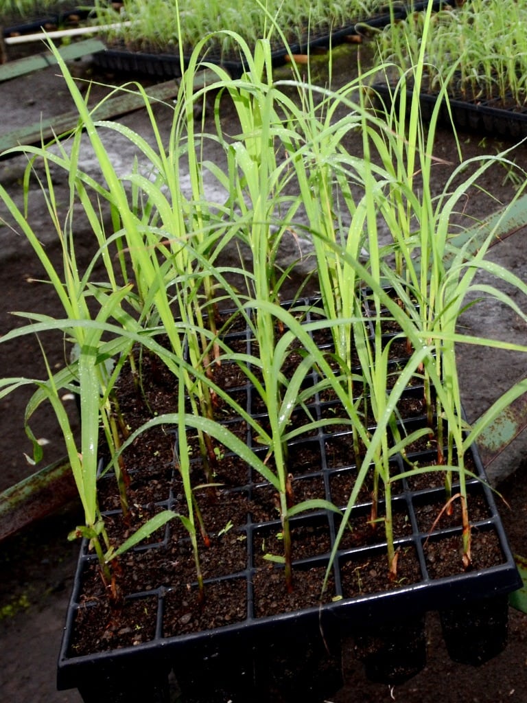 photo How To Grow Sugar Cane From Seed gardening know how