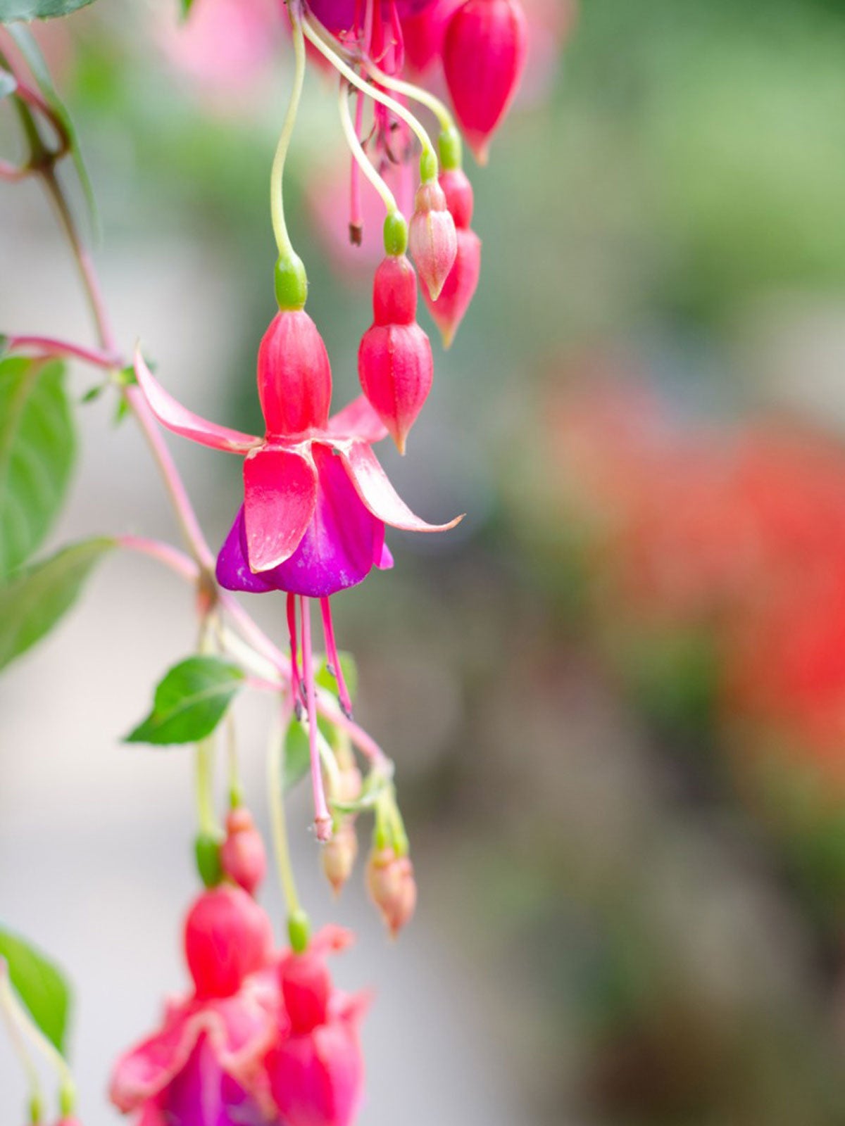 Get planting and care tips from master gardeners on every plant in your garden, from annual and perennial flowers to trees and shrubs. Growing Hardy Fuchsia Caring For Hardy Fuchsias In The Garden