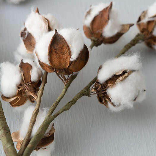 The barn's structure often dictates. Dried Cotton Stem: Gardenista