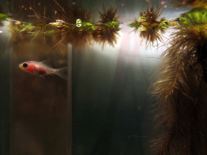 Shubunkin Goldfish Pond Care Lifespan Breeding Guide Updated Pond Informer 