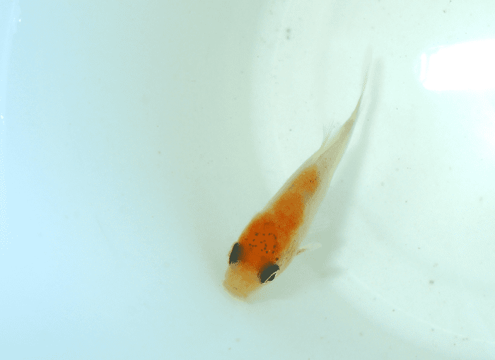 Gold Fish Fry And Their Colors A Transparent Shubunkin Page 2 Garden Pond Forums She was bred artificially in the process of selection.