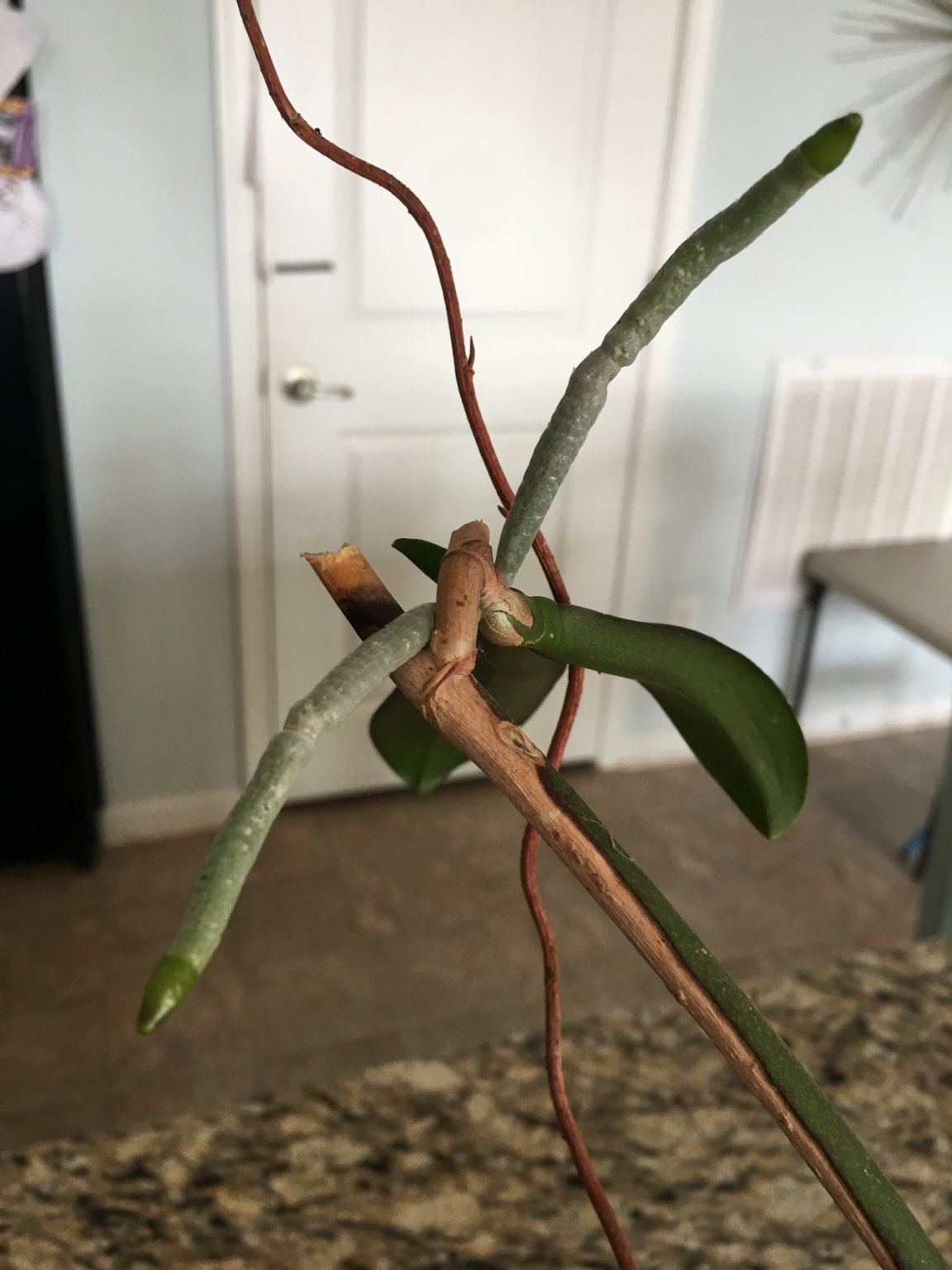 Orchids sometimes sprout baby plants, or keikis, from their flower stems. Orchid Keiki