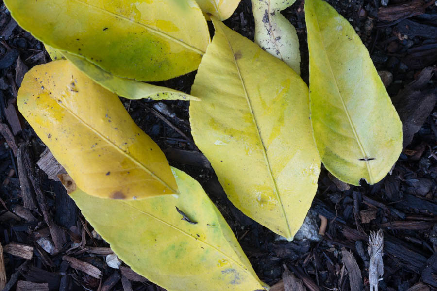 Citrus And Lemon Tree Leaves Yellowing How To Treat And Prevent