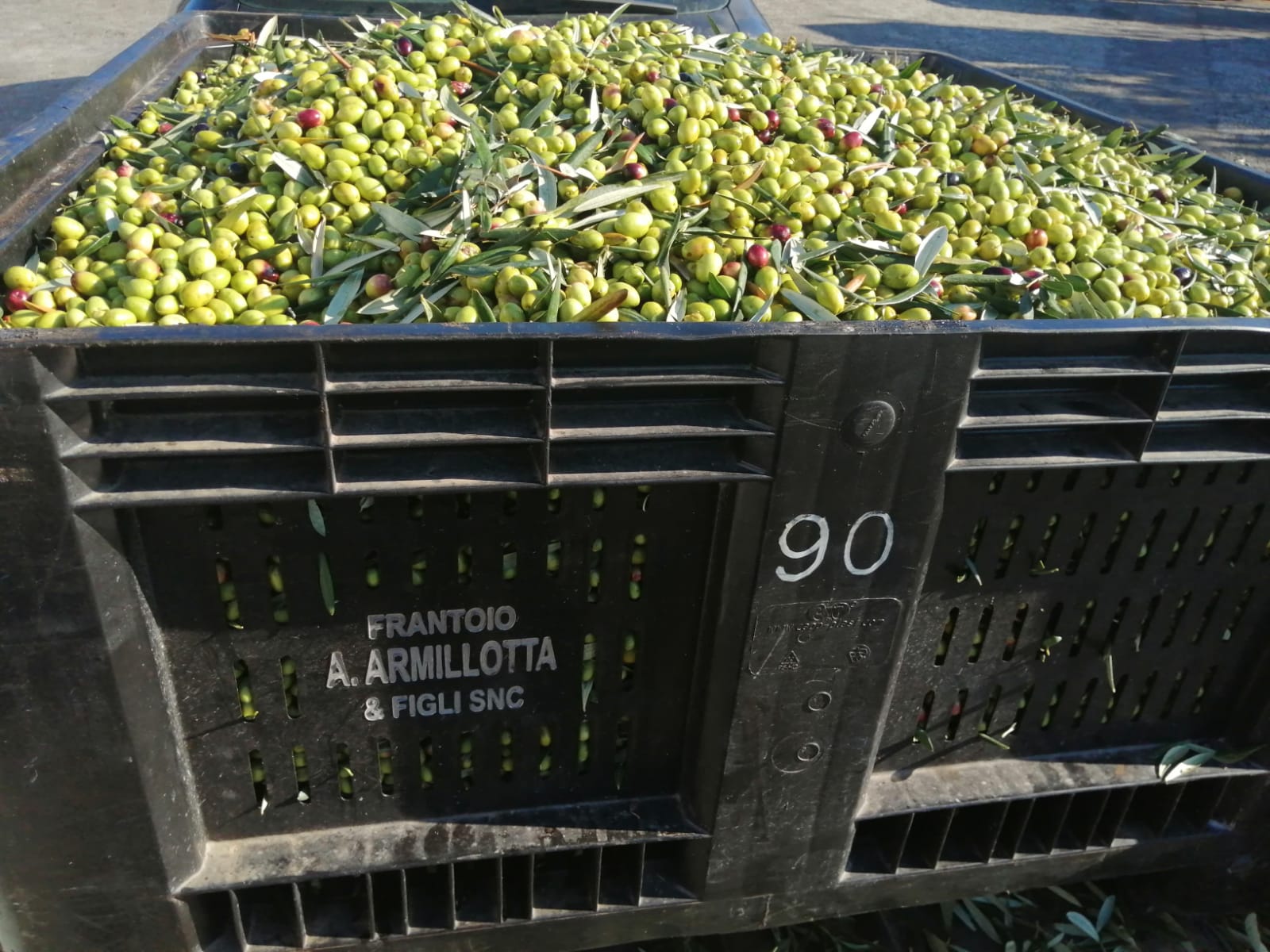 Il colore dell’olio extravergine d’oliva è importante?