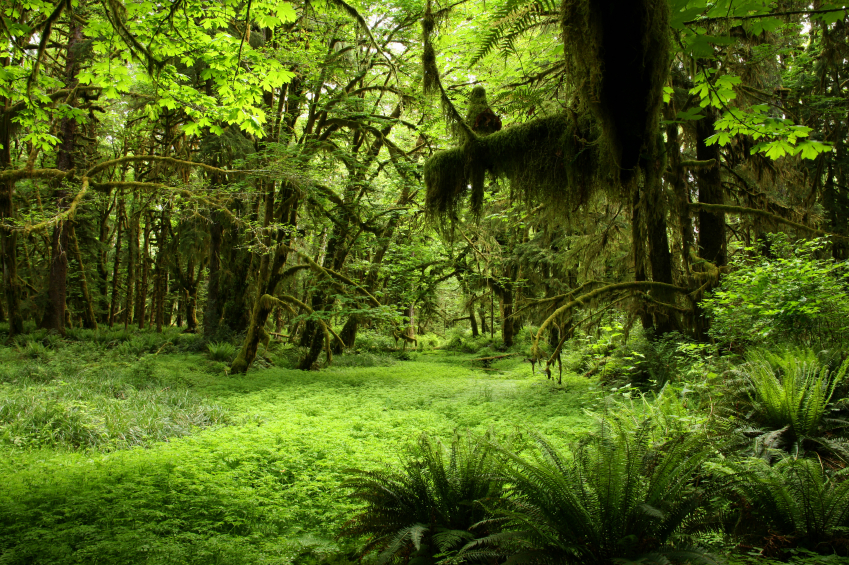 Pflanz Und Pflegeanleitung Fur Farne Native Plants