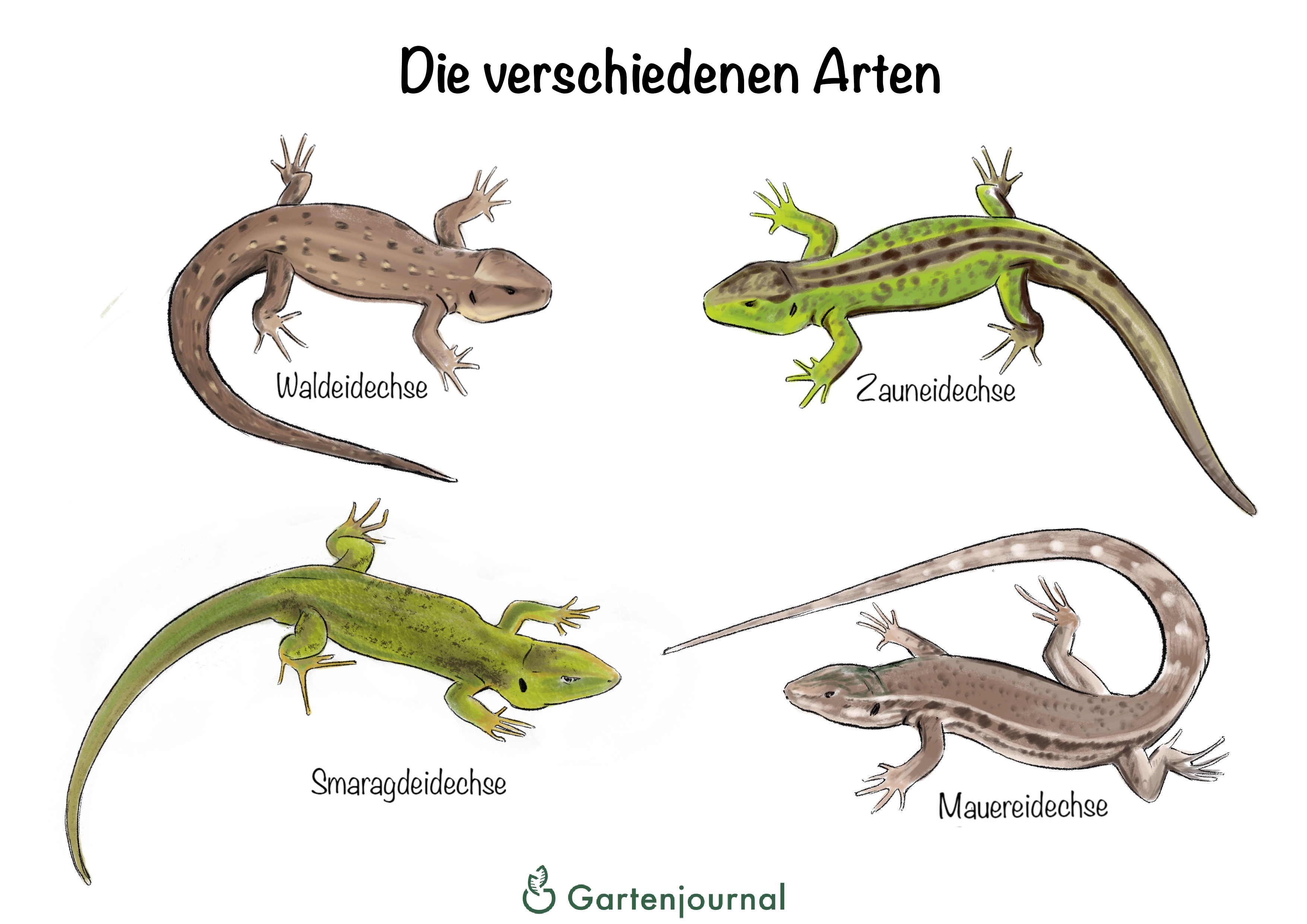 Eidechse Im Garten Natur Ein Lizenzfreies Stock Foto Von Photocase