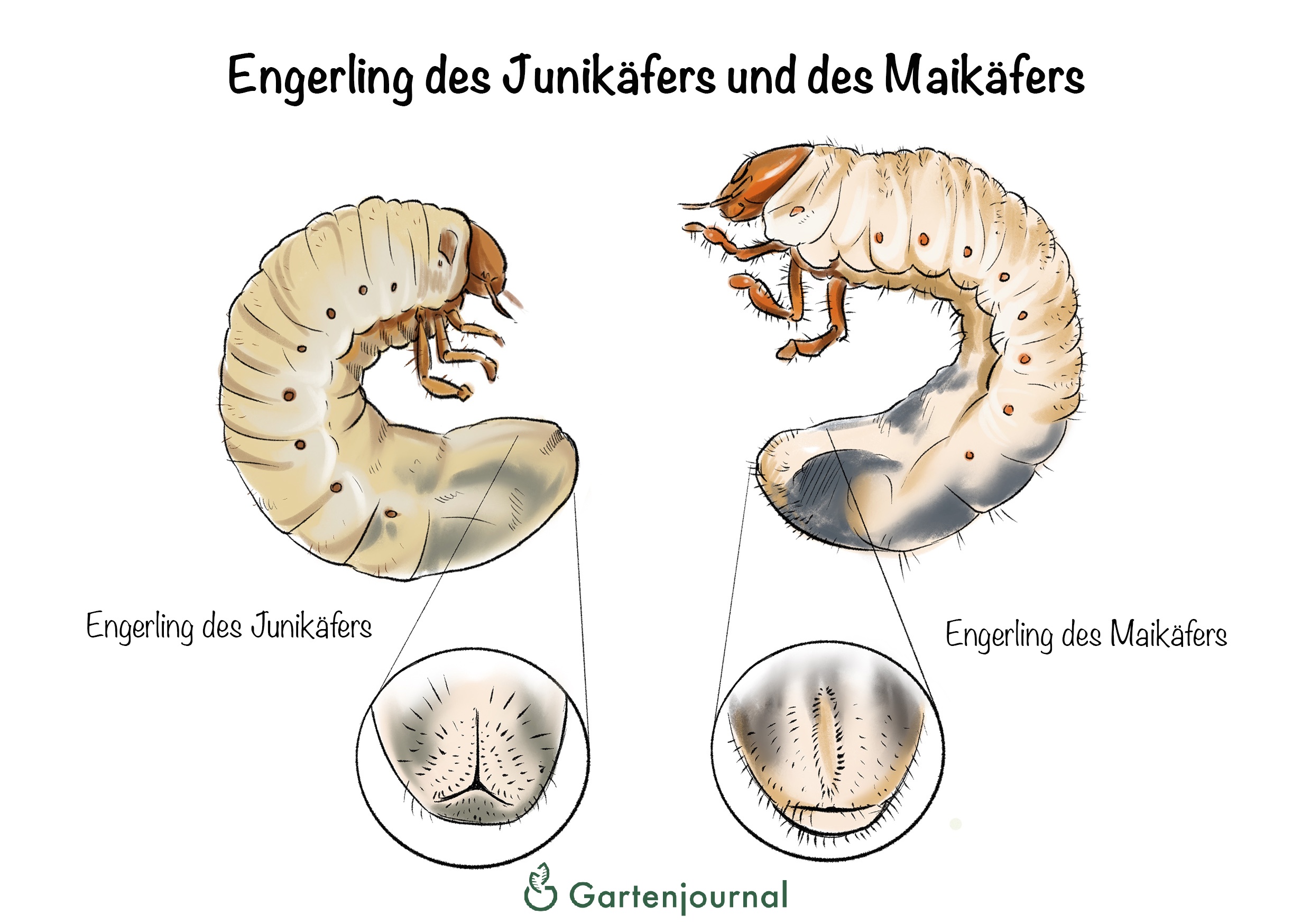 Insekten 121 Gratis Malvorlage In Insekten Tiere Ausmalen