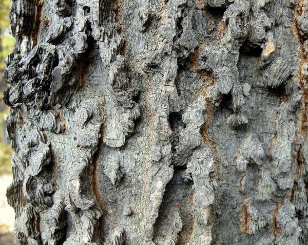 Hackberry - edible wild plant - how to find, identify, prepare, and other uses for survival. 6 Celtis occidentalis, commonly known as the Common hackberry bark closeup