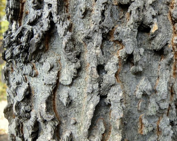 Celtis occidentalis, commonly known as the Common hackberry bark closeup