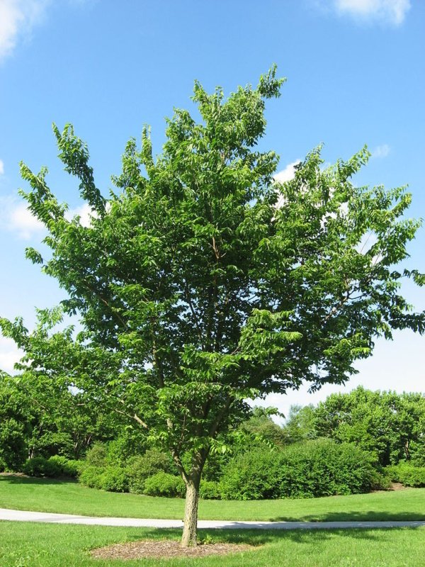 Hackberry - edible wild plant - how to find, identify, prepare, and other uses for survival. 4 Celtis occidentalis Hackberry tree
