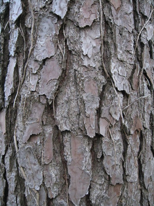 Pine trees - pine provides a bounty of uses in survival situations. 8 Bark of Pinus taeda pine tree