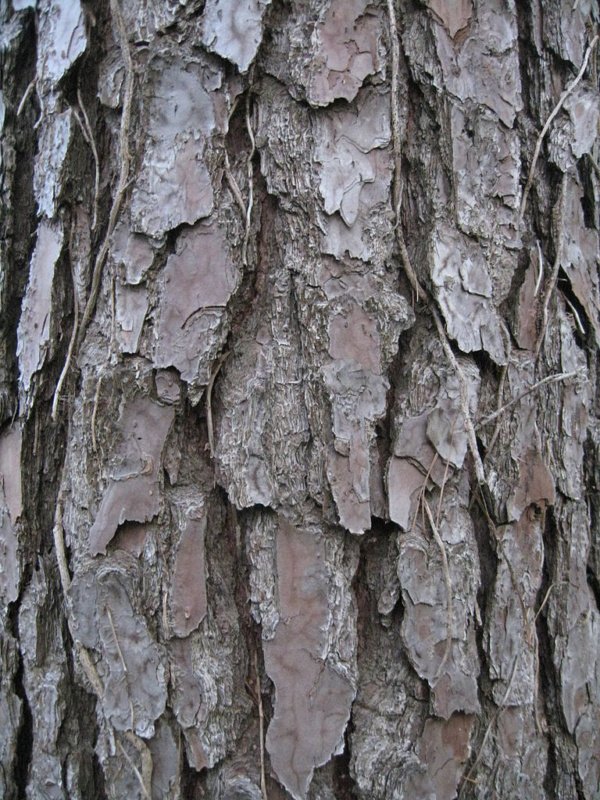 Bark of Pinus taeda pine tree