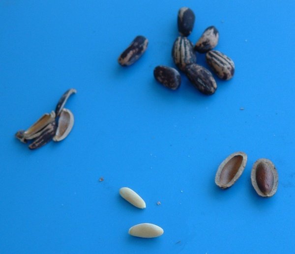 Pine trees - pine provides a bounty of uses in survival situations. 11 Pine nuts in various stages