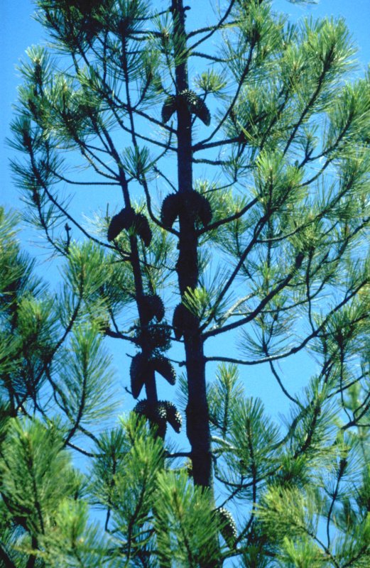 Pine trees - pine provides a bounty of uses in survival situations. 18 Pinus attenuata pine tree top of young tree with cones