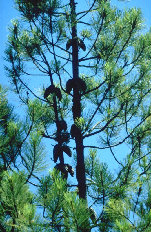 Pinus attenuata pine tree top of young tree with cones