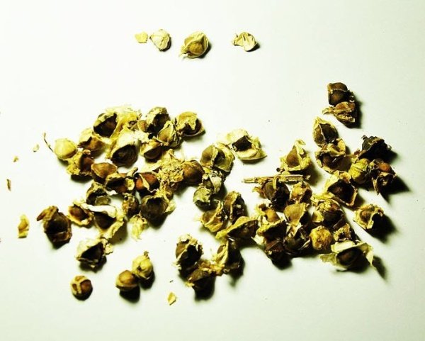 Horseradish tree seeds