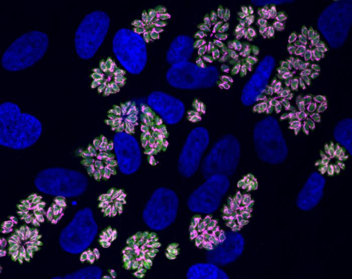 How Toxoplasma Parasites Survive Crowded Conditions: New Protein Discovery (2026)
