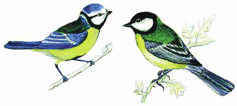 Kohlmeise Acryl Chickadee Acrylic Painting Youtube