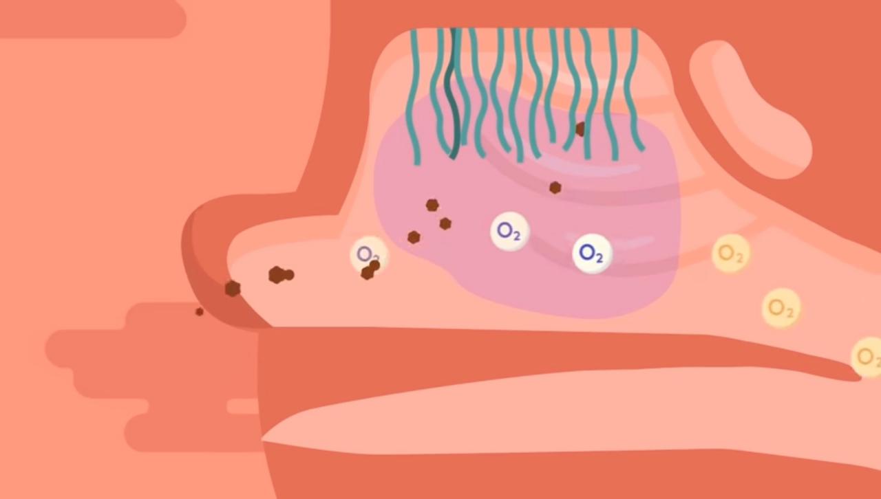 Mengenal Sistem Pernapasan Manusia - Geniora